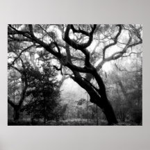Whispering Oaks Print