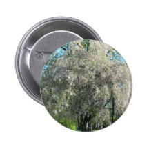 Whispering Willow Pinback Buttons