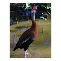 Whistling Duck Postcards