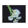 white A sheath of arum lilies flowers Postcard