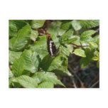 White Admiral Butterfly Postcard