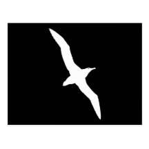 White Albatross Bird In Flight Post Cards
