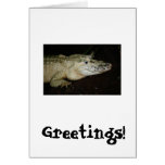 White Albino Alligator Photo , Gator  Image Greeting Card