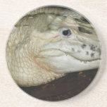 White Albino Alligator Photo , Gator  Image Beverage Coasters
