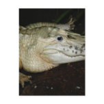 White Albino Alligator Photo , Gator  Image Postcards