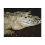 White Albino Alligator Photo , Gator  Image Post Card
