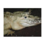 White Albino Alligator Photo , Gator  Image Post Card