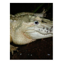 White Albino Alligator Photo , Gator  Image Postcards