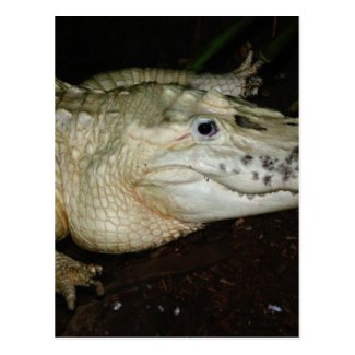 White Albino Alligator Photo , Gator Image Postcards