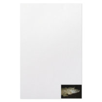 White Albino Alligator Photo , Gator  Image Personalized Stationery