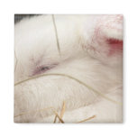 White albino netherland dwarf rabbit head refrigerator magnets