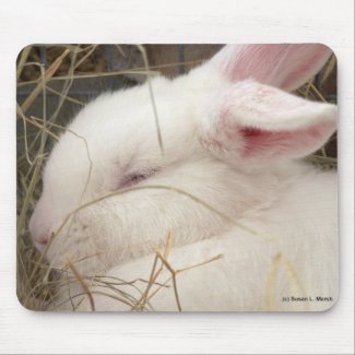 White albino netherland dwarf rabbit head mousepad