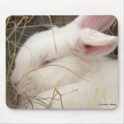 White albino netherland dwarf