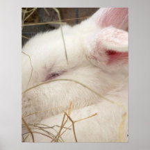 White albino netherland dwarf rabbit head posters