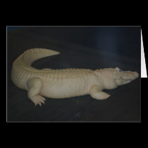White Alligator cards