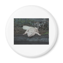 white alligator magnets