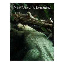 White Alligator of Louisiana Postcards