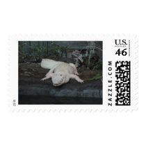 white alligator postage stamp