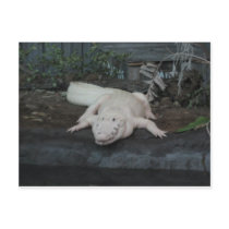 white alligator postcard