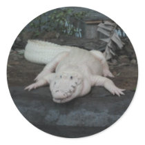 white alligator round sticker