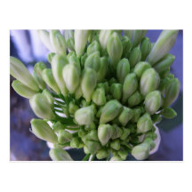 White Allium Buds Postcards