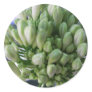 White Allium Buds
