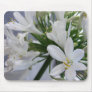 White Allium Flowers 1