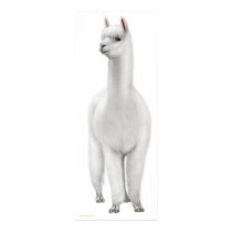 White Alpaca Print