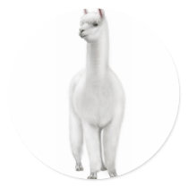 White Alpaca Sticker