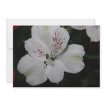White Alstroemeria Invitation