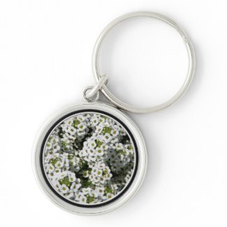 White Alyssum