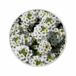 White Alyssum Photo Cutouts