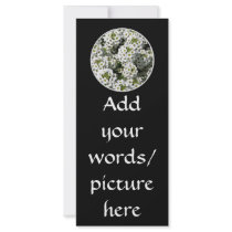 White Alyssum Rack Cards