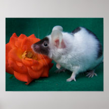 White and Black mouse Orange Tea Rose Posters