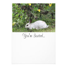 White and Black Rabbit Announcements