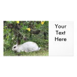 White and Black Rabbit Picture Card