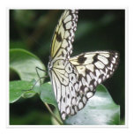 White and Black Winged Butterfly Invitation