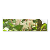 White and Pink Azaleas Bumper Stickers
