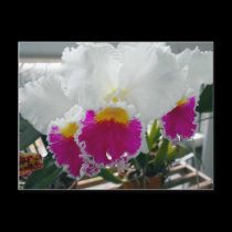 White and Pink Bearded Iris postcards