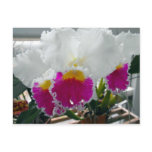 White and Pink Bearded Iris Postcard