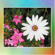 White and pink flowers. photo cutout