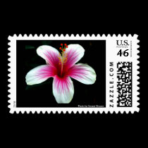 White and Pink Hibiscus Postage postage by Rajee1 White and Pink Hibiscus Postage postage