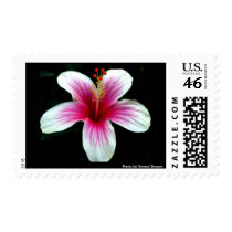 White and Pink Hibiscus Postage stamps