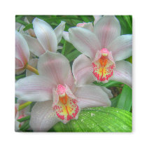 White and Pink Orchids Magnet by SweetRascal White and Pink Orchids Magnet