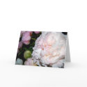 White and pink peonies cards