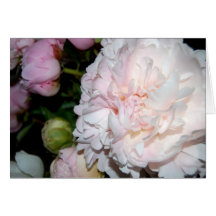 White and pink peonies greeting card