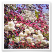 White and pink spring blossom in Wales Photograph