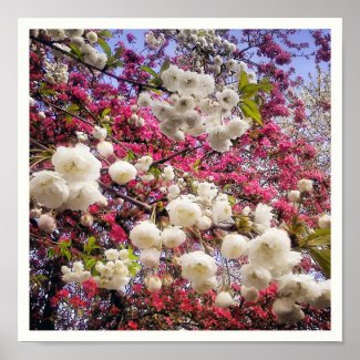 White and pink spring blossom in Wales Posters