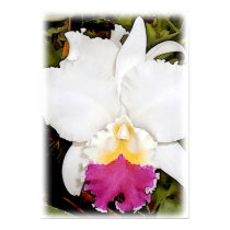 White and Purple Cattleya Orchid posters by OrchidArt White and Purple Cattleya Orchid posters