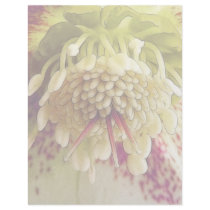 White And Purple Hellebore Letterhead